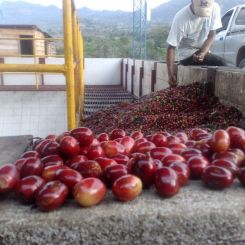 GuatemalaLaDelicia6 Свежеобжаренный кофе в минске