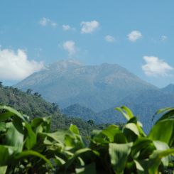 GuatemalaLaDeliciaHeader Свежеобжаренный кофе в минске