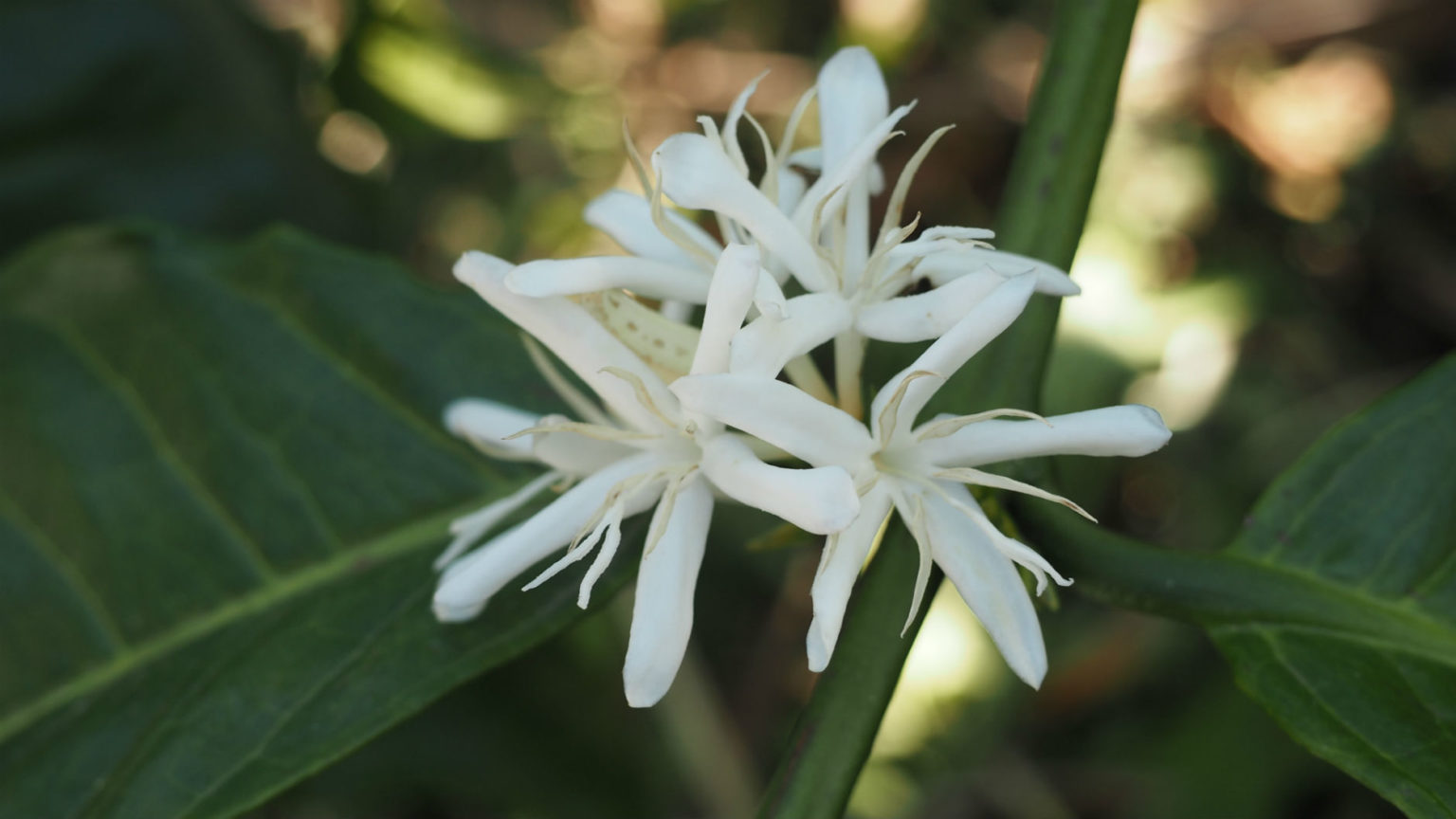 3 Свежеобжаренный кофе в минске