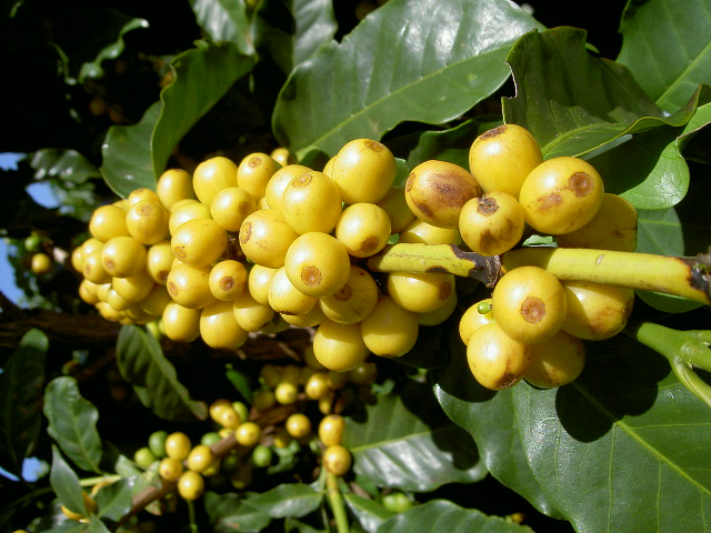 Ethiopia Gera Yellow Cherry 1 Свежеобжаренный кофе в минске
