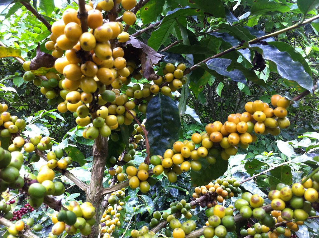 Ethiopia Gera Yellow Cherry 2 Свежеобжаренный кофе в минске