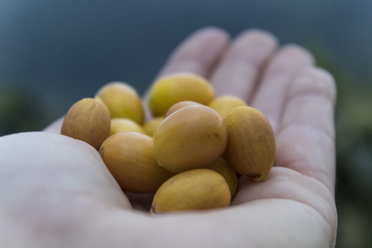 Ethiopia Gera Yellow Cherry 4 Свежеобжаренный кофе в минске